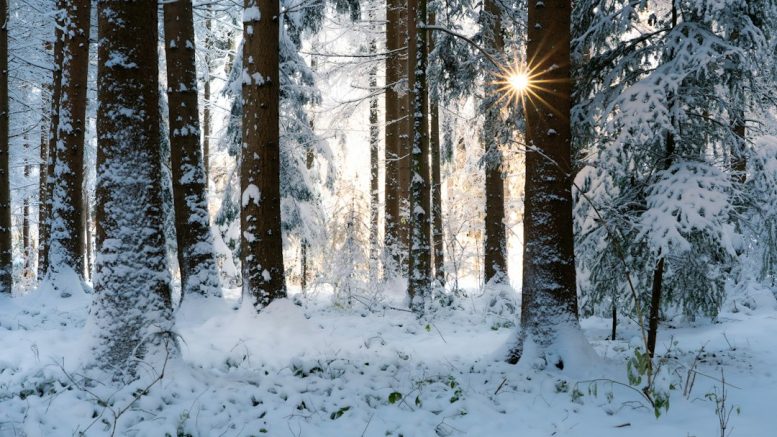 Raquettes ou ski de fond : que choisir pour un premier hiver ?